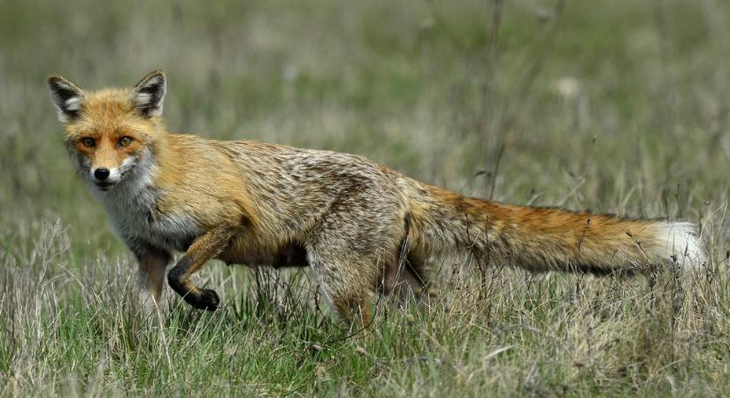 Megmentsük a sérült rókát, vagy hagyjuk a sorsára?