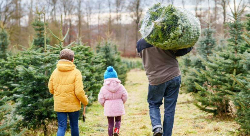 Vigyázz! Rémálommá válhat a fenyővásárlás, ha ezt nem tudod!