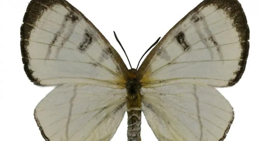 Lepkefajt neveztek el Krasznahorkai Lászlóról