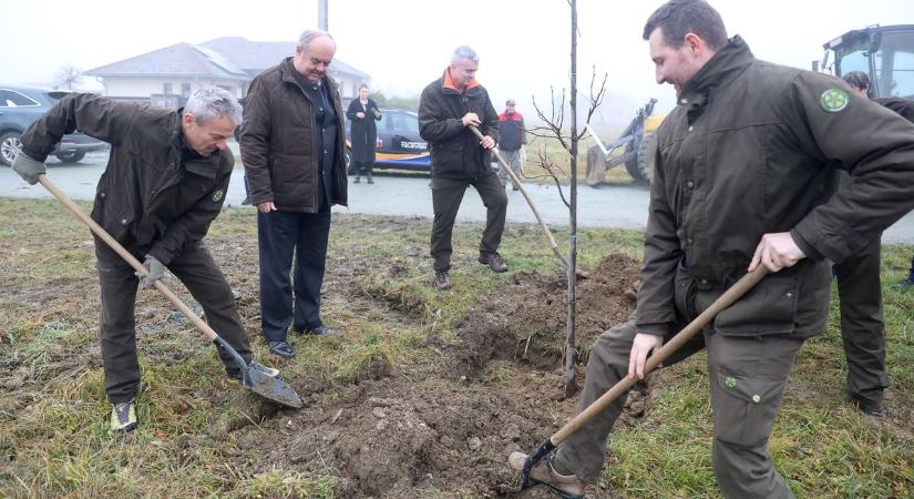 Szentpéterfán zárult az idei országos fásítás: elültették az utolsó facsemetét