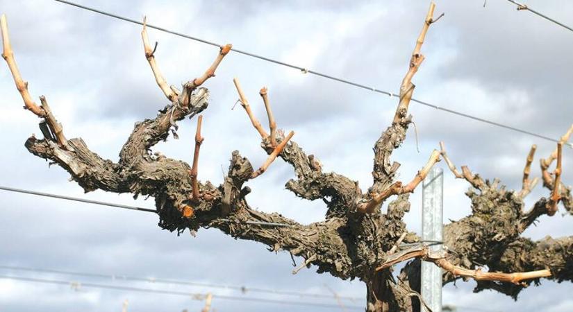 Mikor ajánlott a szőlő téli metszésének elvégzése?