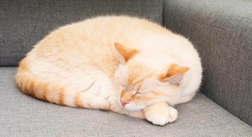 Luxusételekkel eteti a macskáját egy gazdag 27 éves influenszer