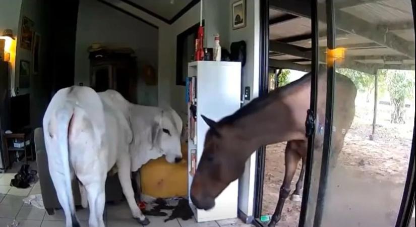 Nem hiszi el, hogy mi tört be egy politikus házába