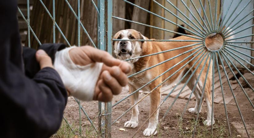 Brutális kutyatámadások a megyében - Volt aki nem úszta meg csak egy harapással