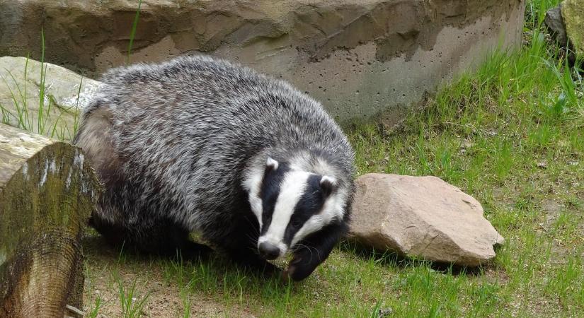 Elképesztő ok miatt halt meg a férfi – egy borznak is köze van az esethez