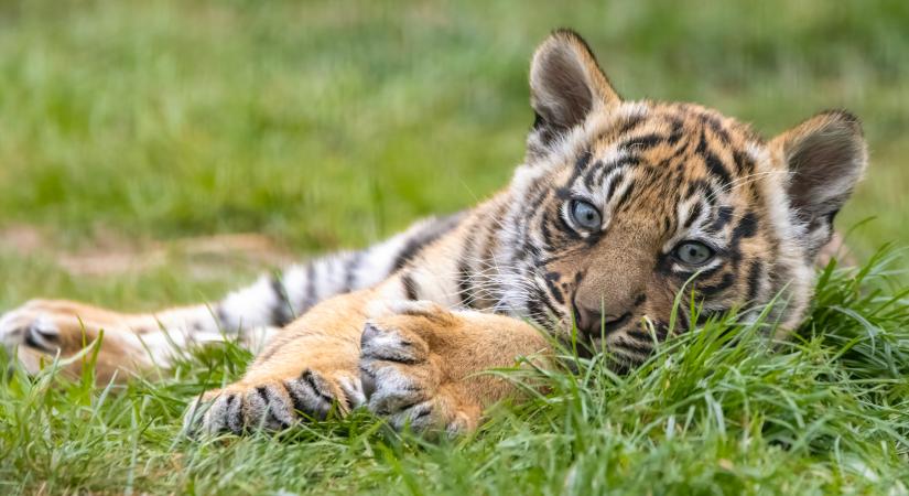 Ezt lett a Tiszafüreden lefoglalt tigriskölyök sorsa (videó)