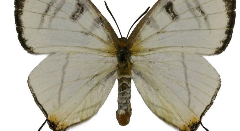 Krasznahorkairól neveztek el egy lepkét