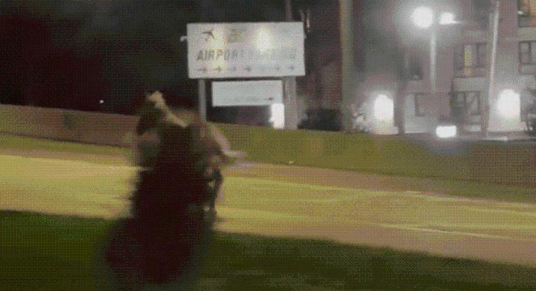 Autópályán vágtató ló elől kellett kitérnie a döbbent autósoknak