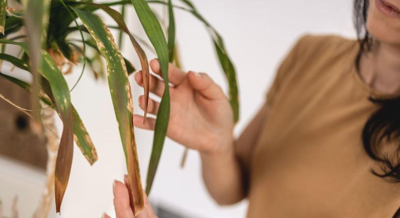 Szobanövények téli betegségei: így előzd meg a penészt és a gombát