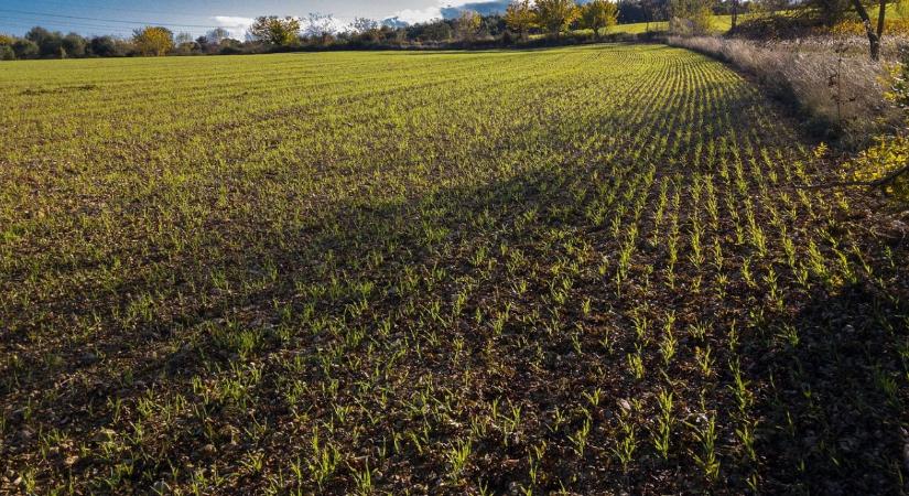 Először haladta meg a világ gabonatermelése a 3 milliárd tonnát