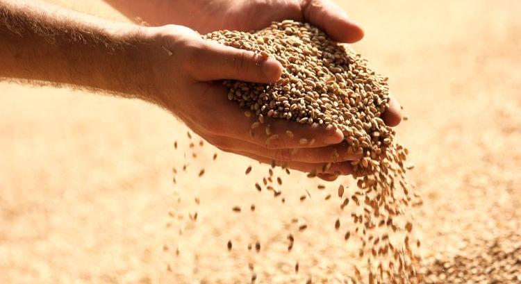 Veszélyesen sok a búza az európai térségben