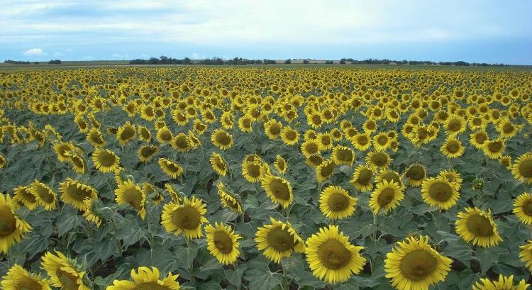 Napraforgóink megalapozzák a hatékony termesztést