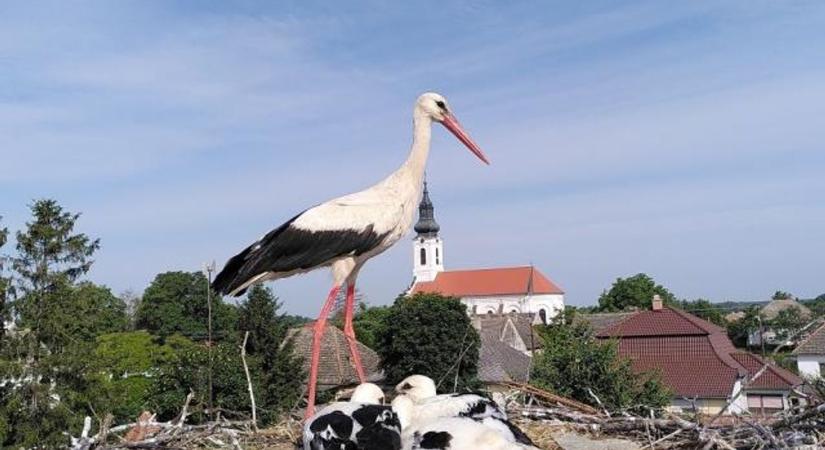Zöld Baranya: elkészült a nagy megyei gólyaleltár! (VIDEÓ!)