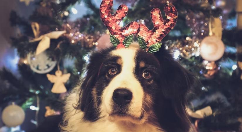 Adventi lakoma vagy állategészségügyi katasztrófa? – A tiltólistás ünnepi falatok száma nem vicc