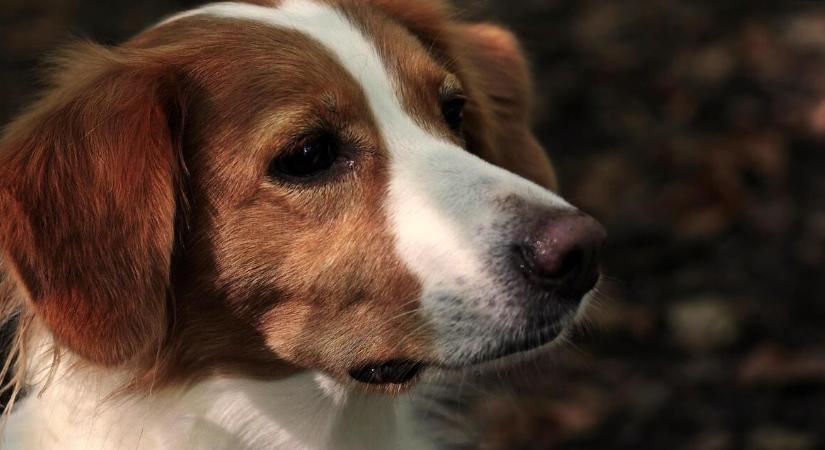 Babéziózis: komoly fenyegetés kutyáink számára