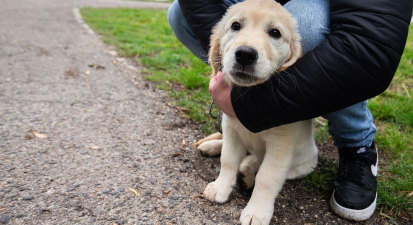 Tovább húzódik a tatai kutyafuttató ügye, igy döntöttek a képviselők