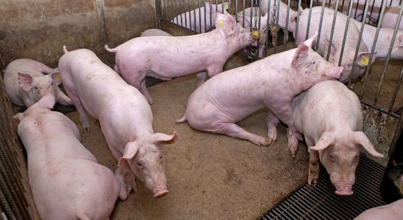 SINS: új kihívás a sertéstartásban