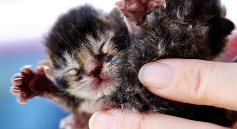 Kiderült, azok a macskakölykök, amiket nem az anyjuk nevel, nagyobb mennyiségű stressztől szenvednek