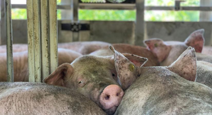 Újabb, hitelekhez kapcsolódó fizetési moratóriumról döntött a kormány