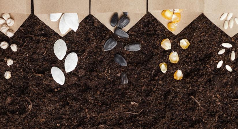 Vitték a magyar vetőmagot, mint a cukrot