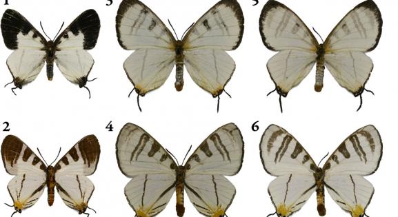 Krasznahorkairól neveztek el egy új lepkefajt