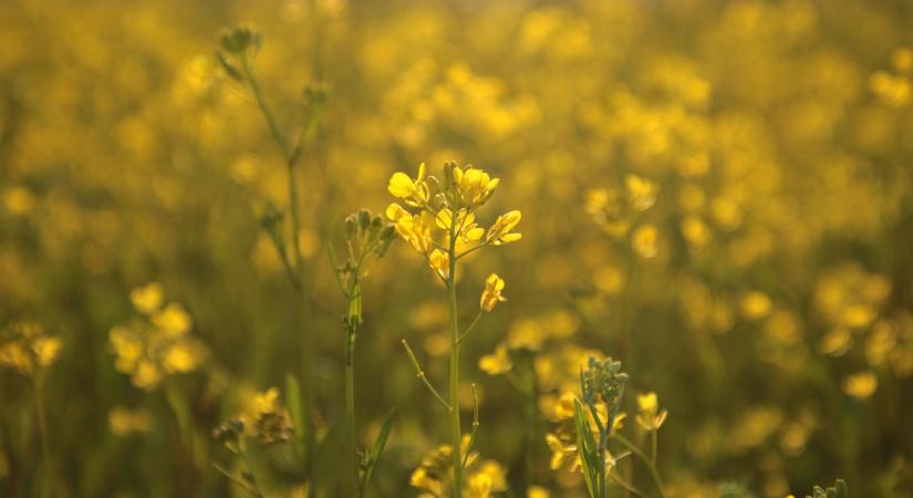 Olcsóbb lett a napraforgó- és az őszi káposztarepce-vetőmag