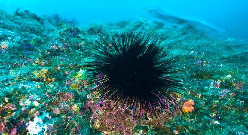 A Kanári-szigeteken ismeretlen betegség pusztít: egy fontos faj a kihalás szélére került