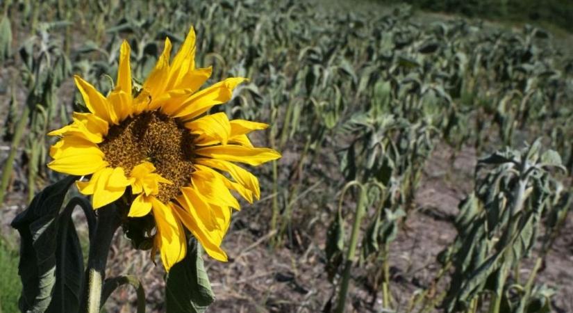Hiába volt Párizs, a klímaváltozás éveken belül tönkretesz bennünket, egy évtizedet vesztegetett el a világ