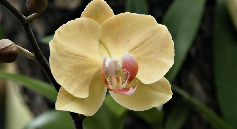 Mit tegyünk a kilógó orchidea léggyökerekkel?