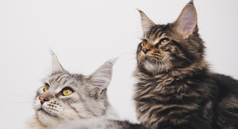 Maine Coon: a szerethető óriás