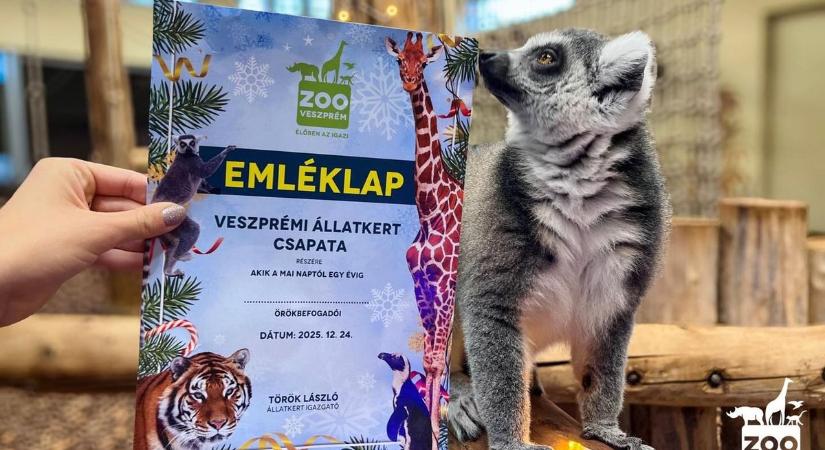 Miért adnál zoknit, ha örökbe is fogadhatsz egy állatot a Veszprémi Állatkertből?