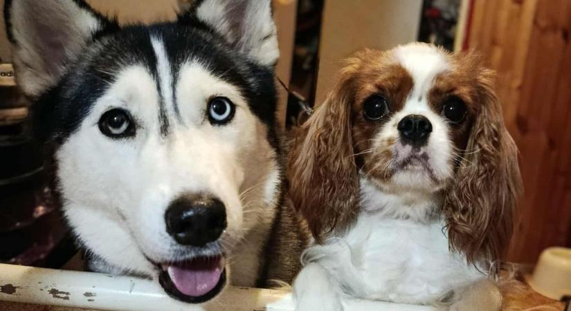 16 év hűség, szeretet és barátság – így élnek együtt olvasóink háziállataikkal (galériával)