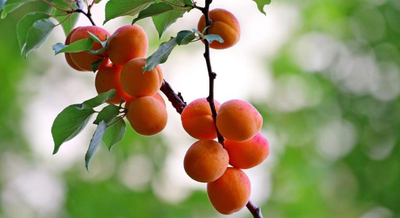 Barackfák teleltetése – különösen érzékeny fajok decemberi igényei