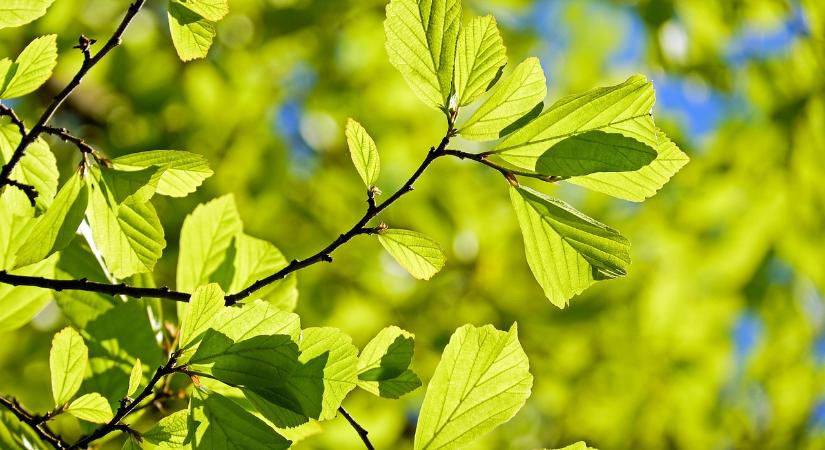 Eddig hetvenezer fát ültettek el a Településfásítási Program során