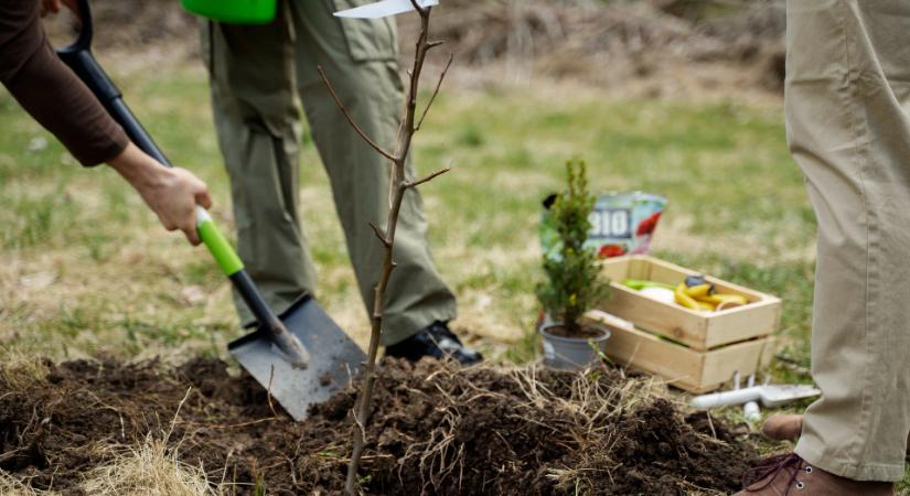 Ezeket a gyümölcsfákat érdemes decemberben elültetni