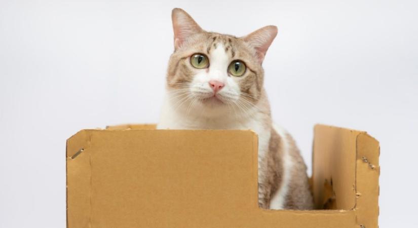 Ilyet még nem láttál: ez a macska új szintre emelte a dobozmániát (videó)