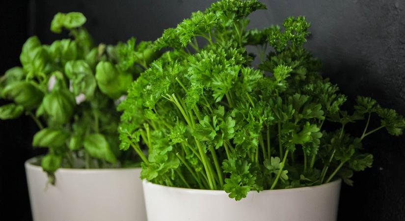 Fehér foltok a petrezselyem zöldjén: mi okozza és hogyan menthető meg a fűszernövény?