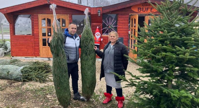 Önzetlen felajánlás: rászorulóknak adományoztak fenyőfákat az ünnepekre