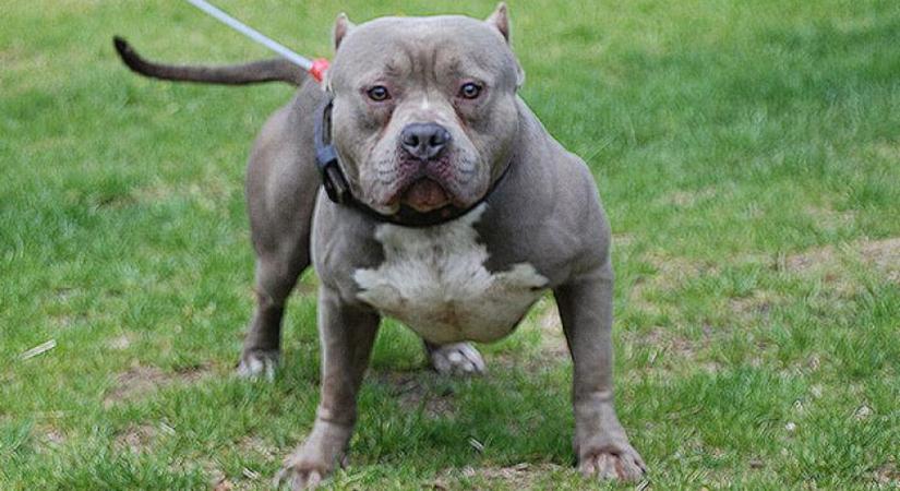 Kétéves kisfiúval végzett a család kutyája