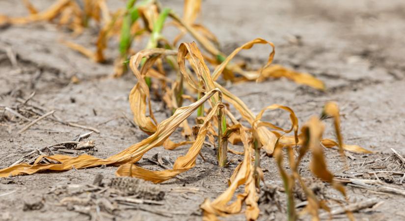 Több százezer hektárra érkezett bejelentés Magyarországon: van baj