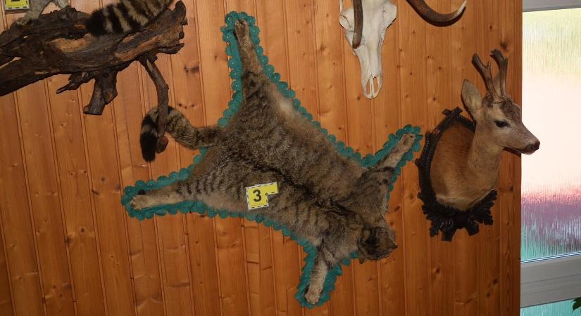 Védett állatok preparátumait találták meg egy balonyi férfi otthonában (FOTÓK)