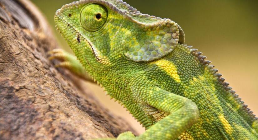 Rekordszámú élő egzotikus állatot foglaltak le a hatóságok 2025-ben