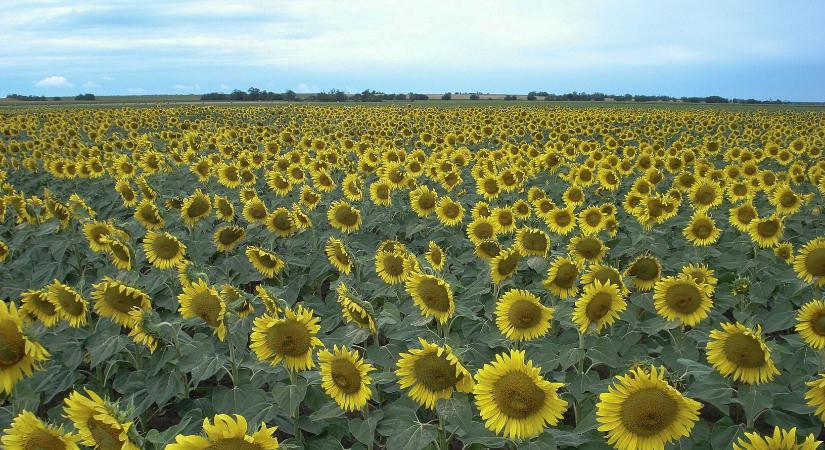 Helye is van, piaca is van – a napraforgóval nem nyúlhat mellé