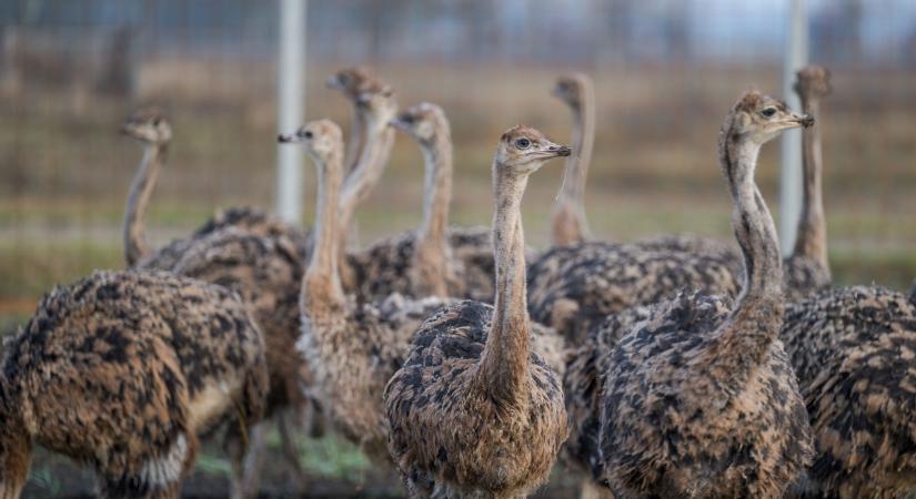 Kampány indult a hús- és tejtermékekkel kapcsolatos tévhitek eloszlatásáért