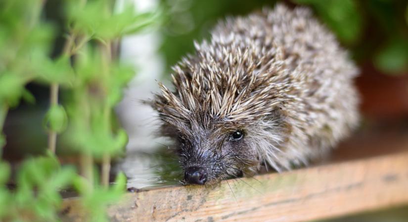Felhívást tettek közzé: ezt jobb, ha egy magyar sem csinálja a kertjében