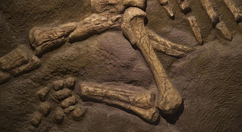 Tíz éve lopták el a dinoszaurusz csontvázát, hihetetlen, hogyan került vissza az eredeti helyére