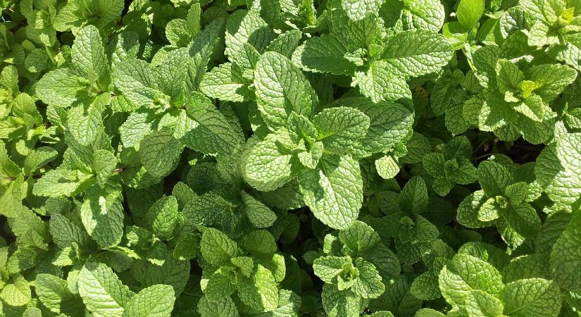 Érdemes foglalkozni a fűszernövények teleltetésével?