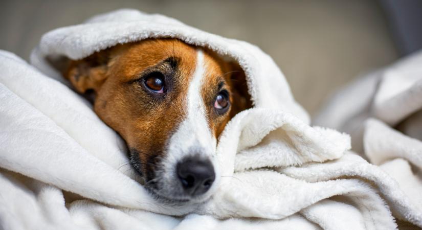 Ezt rengeteg magyar elrontja a lakása, háza fűtésekor: pedig rengeteg pénzt spórolhatnának