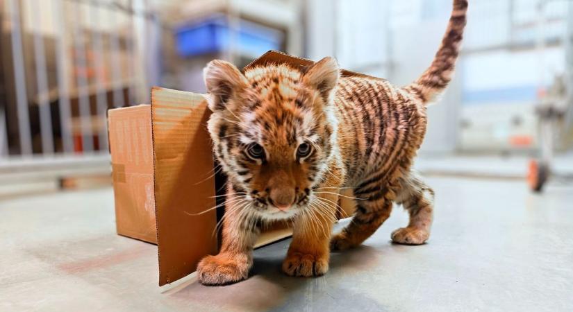 Érkeznek a tippek a tiszafüredi tigris nevére: mutatjuk az eddigi legerősebbeket