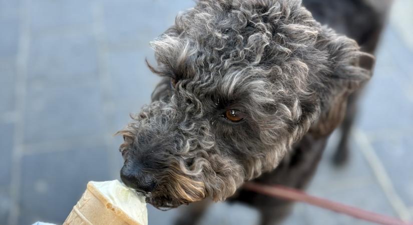 Elindult Győrben az idei ebösszeírás